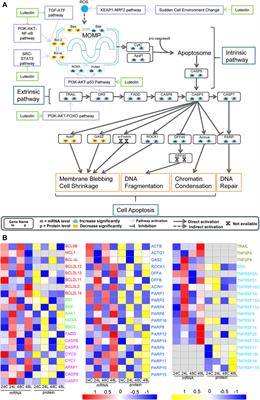 Combination of transcriptomic and proteomic approaches helps unravel the mechanisms of luteolin in inducing liver cancer cell death via targeting AKT1 and SRC
